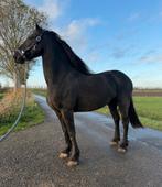 Mooi fries paard, Dieren en Toebehoren, Paarden, Ruin, Dressuurpaard, 3 tot 6 jaar