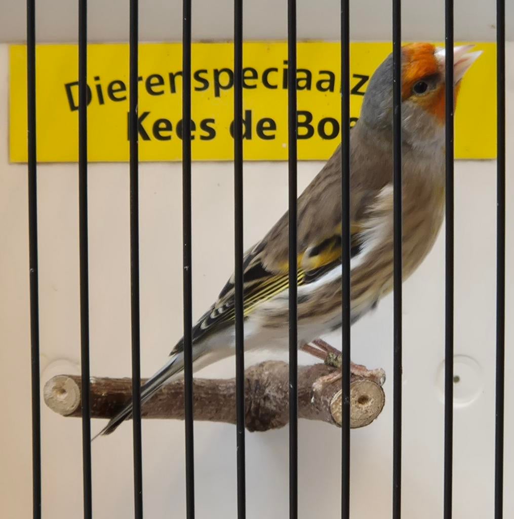 Putter x kanarie bastaard, Mannelijk, Wildzangvogel, Geringd