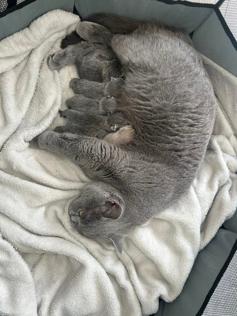 britse korthaar kittens, Dieren en Toebehoren, Katten en Kittens | Raskatten | Korthaar