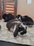 Konijntjes baby Hangoortjes dwerghangoren. Tam!, Dieren en Toebehoren, Meerdere dieren