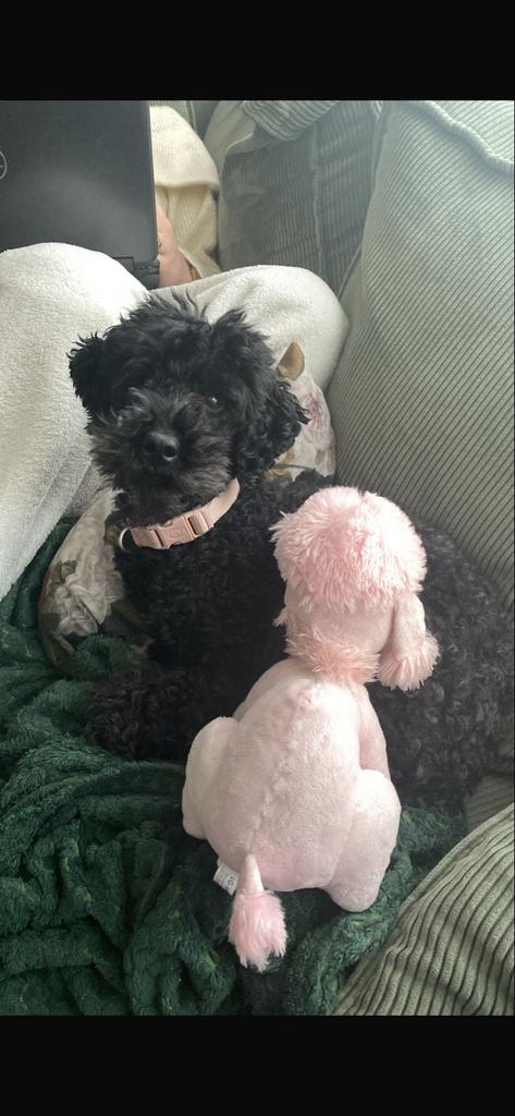 Poedel, Dieren en Toebehoren, Teef, Eén hond, 6 jaar of ouder, Poedel