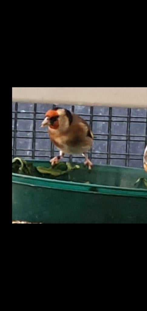 Kleine putter man, Mannelijk, Bastaard