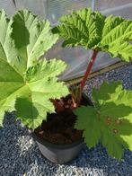 Te koop gunnera manicata ook wel mammoet blad genoemd, Ophalen, Volle zon, Overige soorten