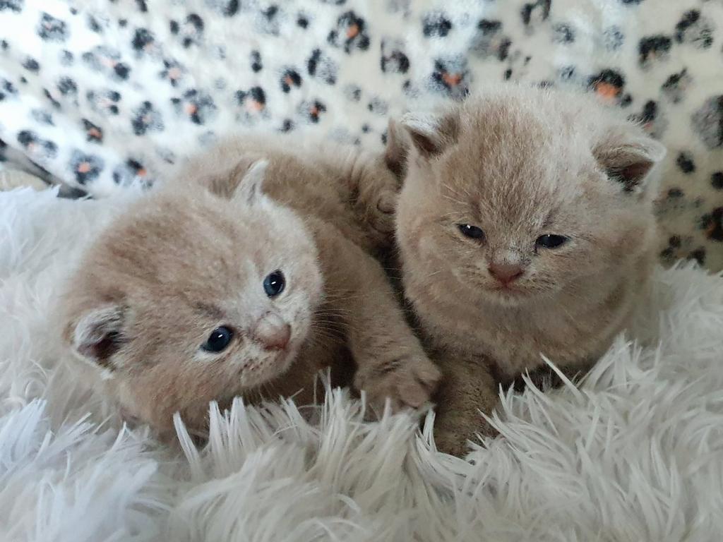Prachtige britse korthaar kittens, Dieren en Toebehoren, Katten en Kittens | Raskatten | Korthaar, Kater, Ontwormd, 0 tot 2 jaar
