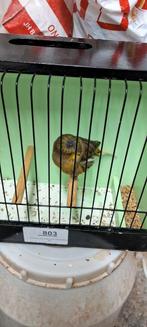 Gloster, Mannelijk, Postuurkanarie