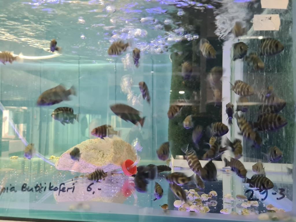 Tilapia Buttikoferi, Dieren en Toebehoren, Vissen | Aquariumvissen, Vis, Zoetwatervis