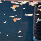 Guppen parelmoer, kweekgroep guppies, Dieren en Toebehoren