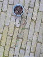 Klimop sagittifolia, Ophalen, Klimplanten, Halfschaduw