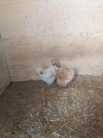 Zijde hoen kriel  naakthals, Dieren en Toebehoren, Pluimvee, Vrouwelijk, Kip