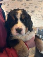 Berner sennen pups, Particulier, 8 tot 15 weken, Buitenland, Meerdere