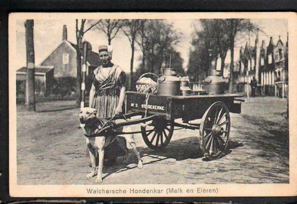 Vervoer-beroepen- Foto-K-986  Zeeland  Hondenkar, Verzenden, 1980 tot heden, Foto, Nieuw