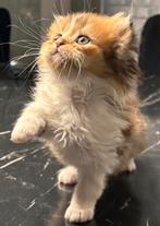 Kittens, Meerdere dieren