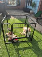 Puppyren zwart, Dieren en Toebehoren, Ophalen, Zo goed als nieuw