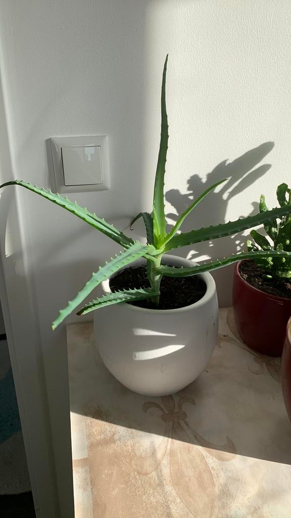 Plant met pot €7, Huis en Inrichting, Kamerplanten, Ophalen, Halfschaduw, Minder dan 100 cm