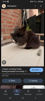 Gezocht teddy dwerg ram zwart, Dieren en Toebehoren, Konijnen, Mannelijk, Dwerg, 0 tot 2 jaar
