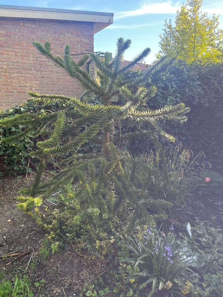 Apenboom- Unieke Chileense Araucaria Araucana, Overige soorten, Volle zon, Vaste plant, Ophalen of Verzenden