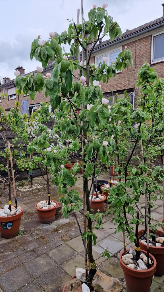 Kweepeer boom, meer dan 2 meter hoog, Ophalen