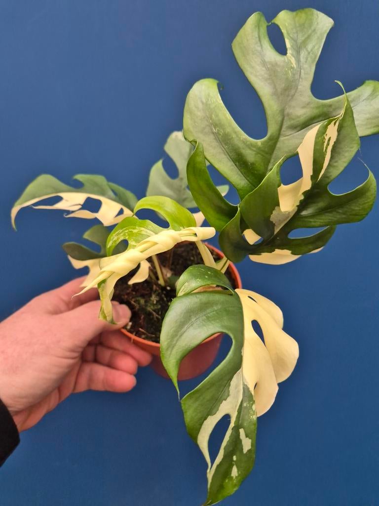 Rhaphidophora Tetrasperma Variegata p12 (4)