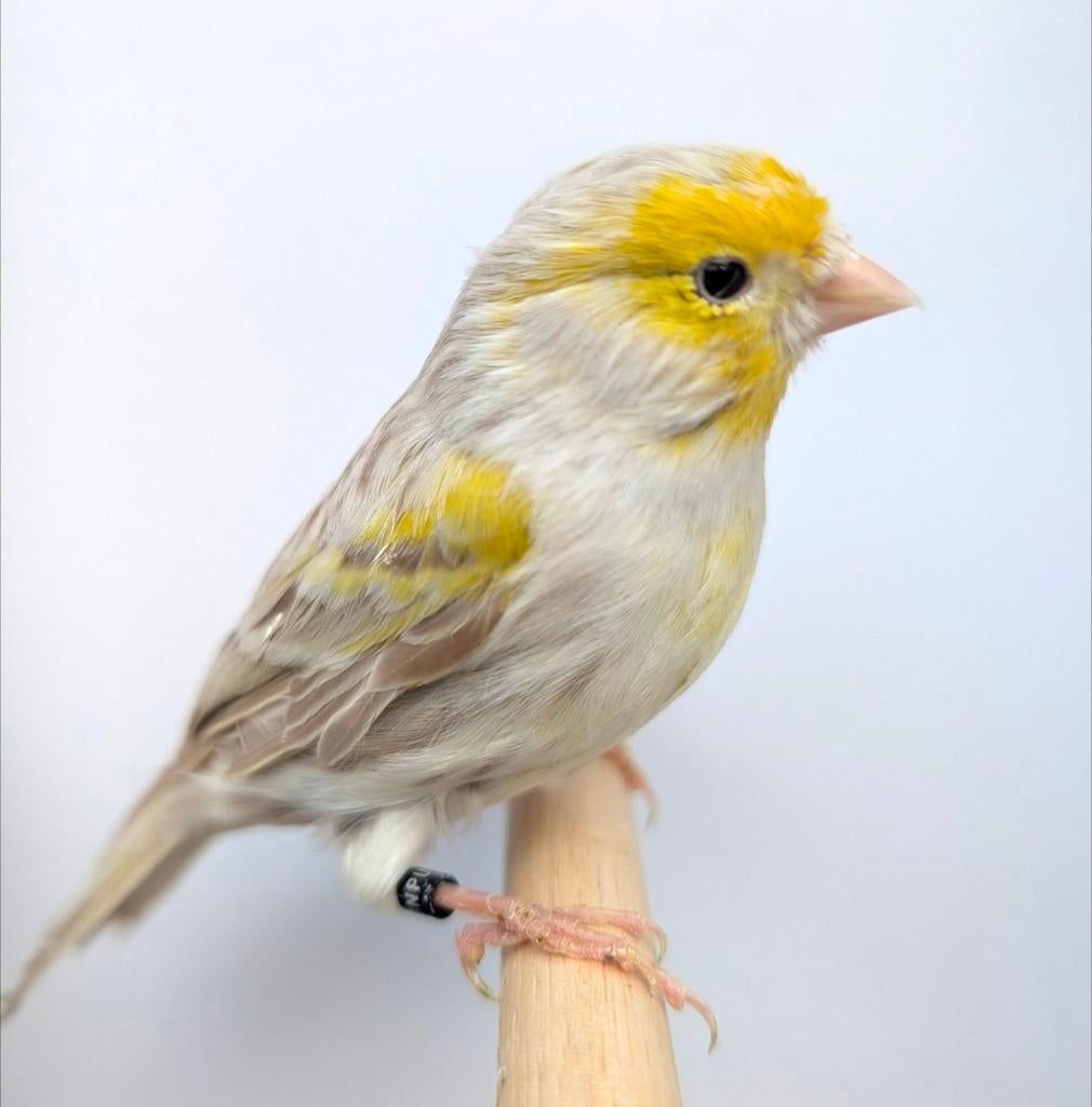 Mooi koppel kanaries broedrijp, Dieren en Toebehoren, Vogels | Kanaries, Meerdere dieren, Kleurkanarie