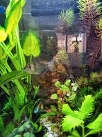 4 zwarte terta's, Dieren en Toebehoren, Ophalen of Verzenden