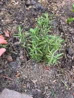 Rozemarijn planten, Tuin en Terras, Planten | Struiken en Hagen, Ophalen of Verzenden, Overige soorten, Minder dan 100 cm