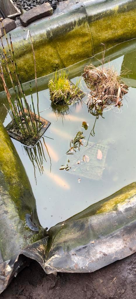 Vissen, Tuin en Terras, Vijvers, Ophalen of Verzenden