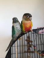 mooie papegaai koppel, Dieren en Toebehoren, Vogels | Overige Vogels, Meerdere dieren