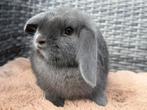 Lieve raszuivere NHD Dwerg hangoor blauwe voedster - ingeent, Dieren en Toebehoren, Konijnen, Vrouwelijk, Dwerg, Hangoor, 0 tot 2 jaar