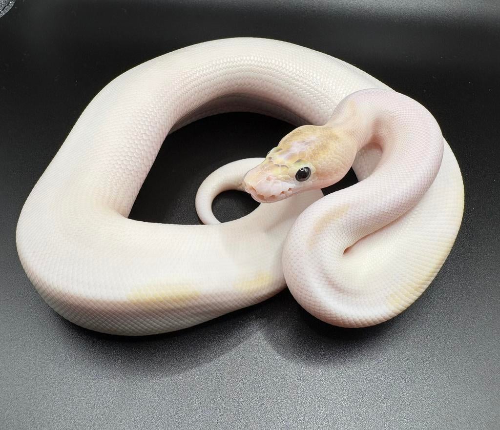 0.1 Ivory Pied ball python regius te koop, Dieren en Toebehoren, Slang, Tam, 0 tot 2 jaar