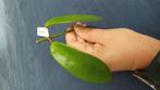 Hoya meliflua stekken, Huis en Inrichting, Kamerplanten, Ophalen of Verzenden, Halfschaduw, Minder dan 100 cm