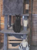 Lieve kittens, Dieren en Toebehoren, Katten en Kittens | Overige Katten, Poes