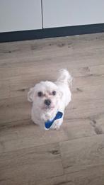 100 % maltezer dekreu niet te koop, Dieren en Toebehoren, 6 jaar of ouder, Rabiës (hondsdolheid), Reu, Eén hond