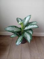 Aglaonema kamerplant 60cm incl pot evt te bezorgen*, Huis en Inrichting, Ophalen, Volledige schaduw, Overige soorten, In pot
