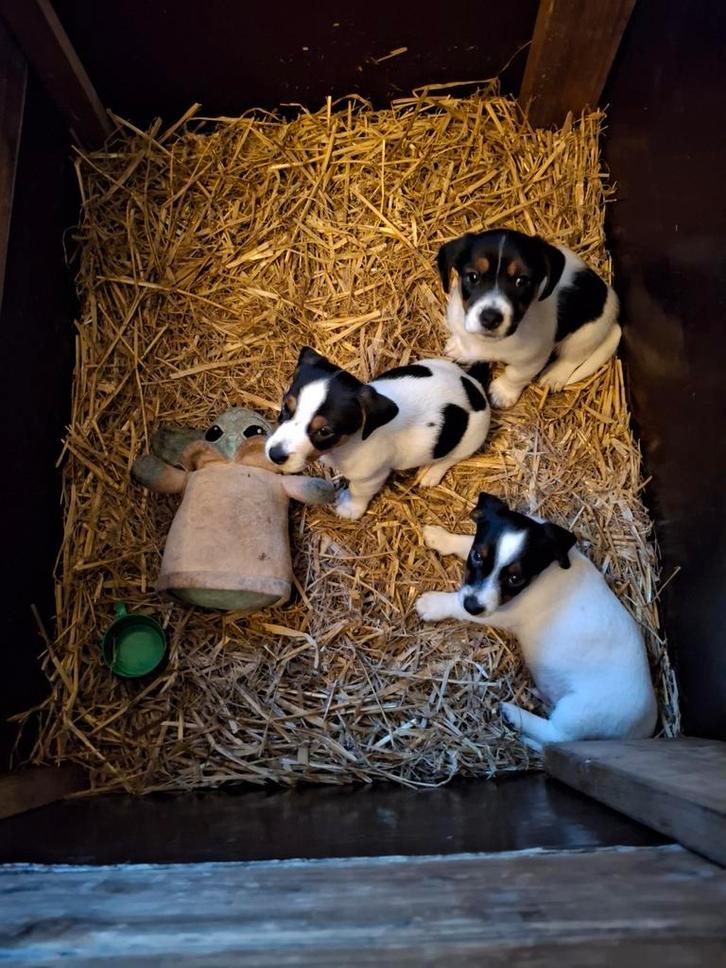 Jack russell pups, Dieren en Toebehoren, Honden | Jack Russells en Terriërs, Reu, Jack Russell Terriër, Particulier, Meerdere