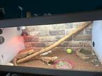 Twee volwassen baardagamen met een witte terrarium., Dieren en Toebehoren, Reptielen en Amfibieën, Hagedis, Met terrarium, 3 tot 6 jaar