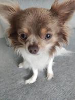 schattig en aanhankelijk chihuahua, Dieren en Toebehoren, CDV (hondenziekte), 1 tot 2 jaar, Eén hond, Chihuahua