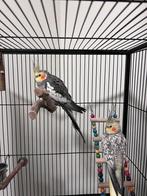 Valkparkieten popje en mannetje (incl. vogelkooi), Dieren en Toebehoren, Meerdere dieren, Parkiet, Tam