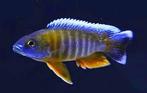 Jonge aulonocara jacobfreibergi cape mcLear, Vis, Zoetwatervis