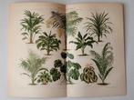 Botanische Litho Prent 1894 - Bladplanten, Antiek en Kunst, Antiek | Schoolplaten, Ophalen of Verzenden, Natuur en Biologie