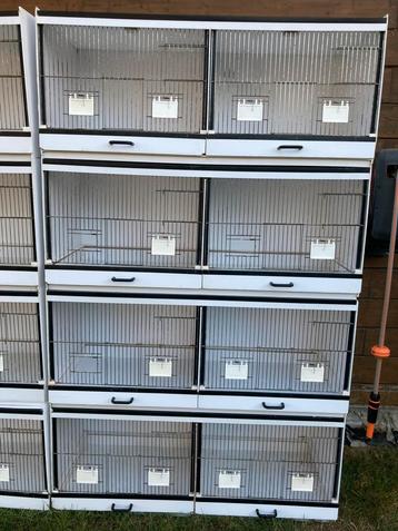 Broedkooien bakker beschikbaar voor biedingen