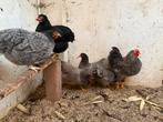 Broedeieren wyandotte kriel blauw en zwart., Dieren en Toebehoren, Pluimvee, Geslacht onbekend, Kip