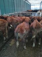 Mooi koppeltje Beste brandrode stieren te koop, Dieren en Toebehoren, Mannelijk, 0 tot 2 jaar