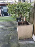 Bloempotten, Ophalen of Verzenden, Zo goed als nieuw, Rond