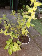 Citroenmelisse stekjes - Makkelijk te kweken!, Tuin en Terras, Planten | Tuinplanten, Ophalen, Vaste plant, Halfschaduw, Kruiden