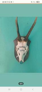 Gezocht: taxidermy botten, schedels, Ophalen of Verzenden, Zo goed als nieuw, Overige soorten, Schedel