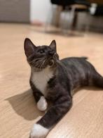 Schattige kittens, Kater, Ontwormd, 0 tot 2 jaar