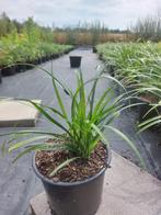 Liriope 'Big Blue' / leliegras €2,50, Ophalen, Zomer, Overige soorten, Halfschaduw