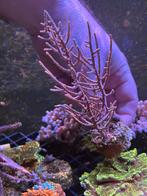 Antillogorgia Acerosa Gorgoon stekjes, Dieren en Toebehoren, Ophalen, Plant(en), Steen of Hout