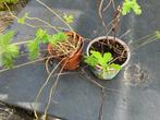 Geranium endressi - 8 stuks in pot, Huis en Inrichting, Kamerplanten, Overige soorten, In pot, Minder dan 100 cm, Groene kamerplant