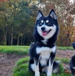 Pomsky F1 Dekreu. EMBARK DNA getest HD ED en PL vrij, Rabiës (hondsdolheid), Reu, Eén hond, 3 tot 5 jaar